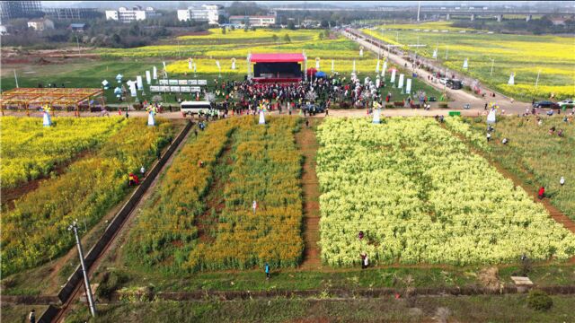 航拍2021江夏五里界油菜花节开幕