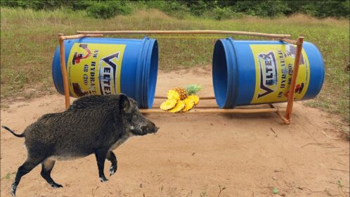 牛人打造捕抓神器小野猪自动送上门网友拜师