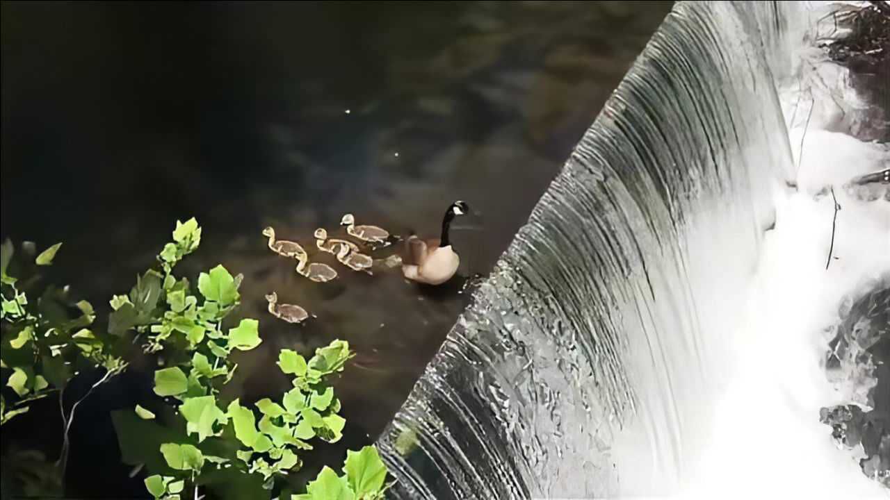 鸭妈妈带小鸭子"自杀"式过河,镜头记录全过程_腾讯视频