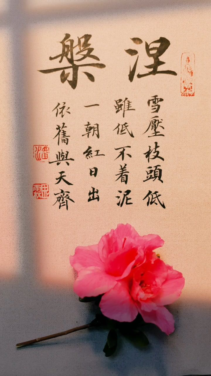 雪压枝头低虽低不着泥一朝红日出依旧与天齐