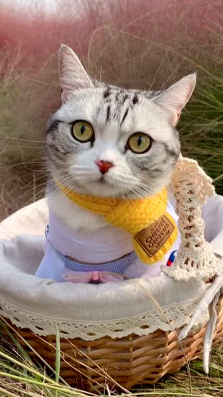 王泡芙的精致生活:带泡芙打卡粉黛花海!_腾讯视频