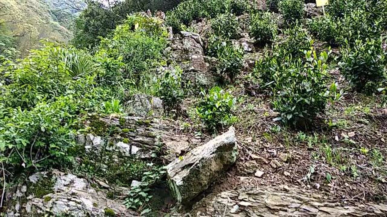 乱石出佳茗--太平猴魁之高山茶园 源自猴坑村北溪颜氏太平猴魁