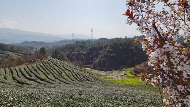 汉人老家百花争艳草长莺飞,一样美翻天