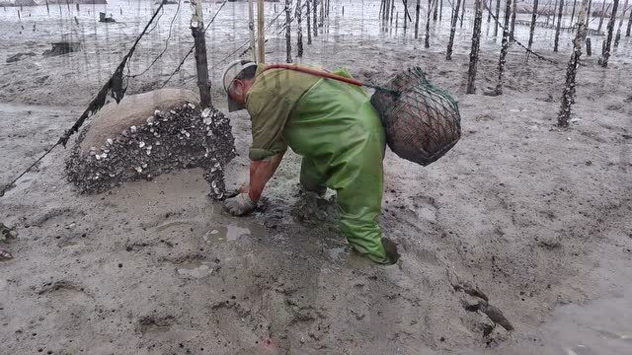 渔民泰叔去泥滩地收陷阱,走近一瞧还在冒泡,果然有大家伙