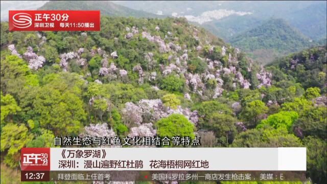 《万象罗湖》深圳:漫山遍野红杜鹃 花海梧桐网红地