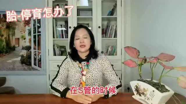 女性胎停育怎么办,能做安徽泰国试管婴儿吗