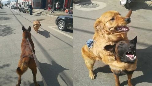狗狗遇见玩伴，一声呼喊两狗立即奔跑拥抱，网友：狗狗之间的友谊