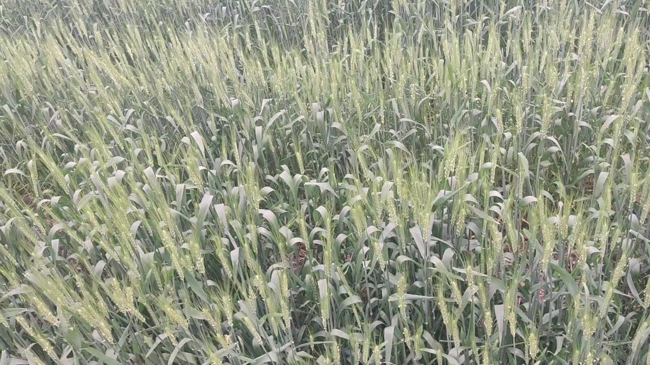 美丽的庄稼【麦子和稗子】_腾讯视频