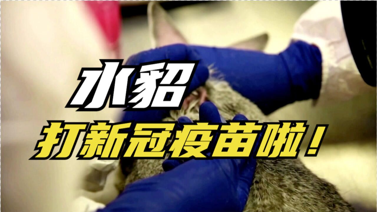 世界首款!俄罗斯兽用新冠疫苗正式注册