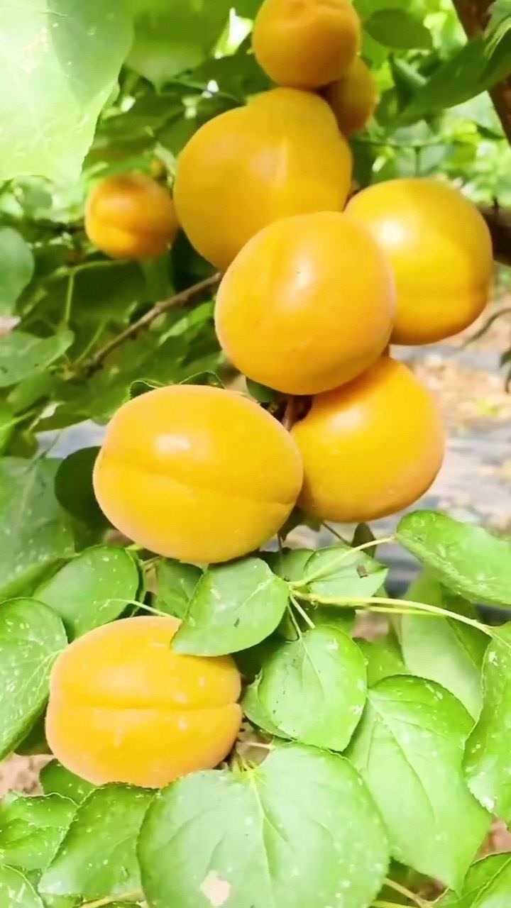 陕西金太阳大黄杏,放软香甜