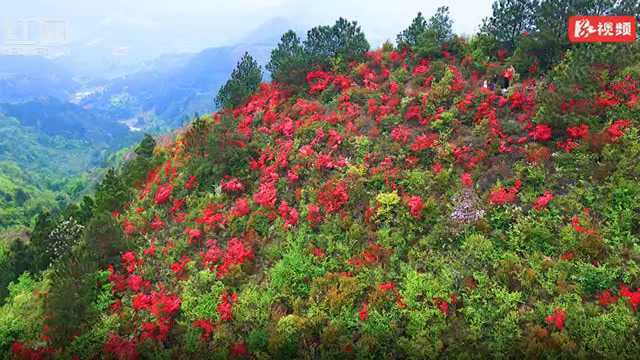 视频丨道县:杜鹃花开映山红