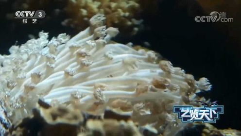 海底的珊瑚礁太美了，点击视频了解一下吧