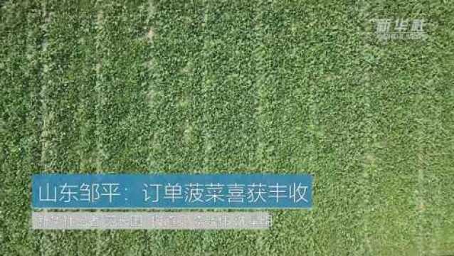 山东邹平:“订单菠菜”喜迎丰收