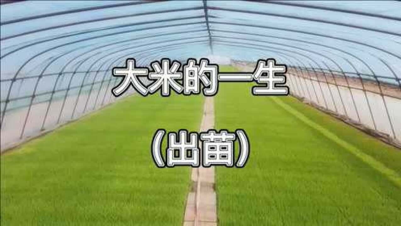 大米的一生出苗