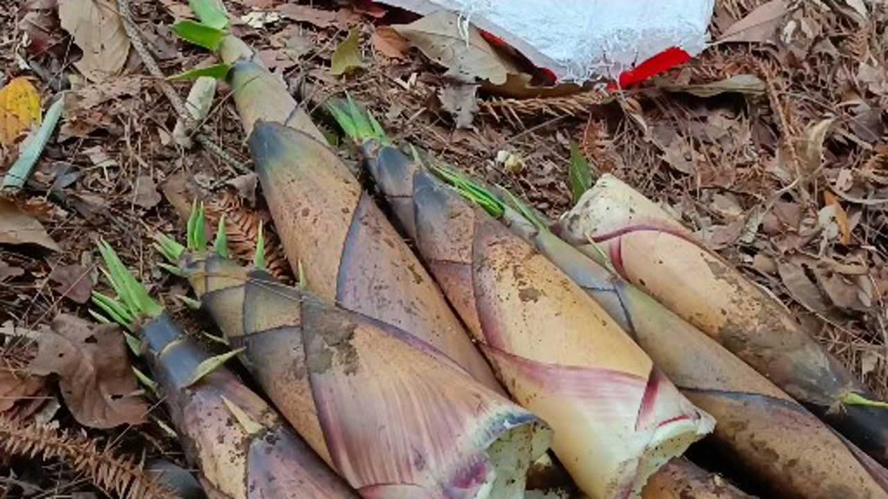 这才是春季竹笋王竹子长的如婉大两根可以吃三餐