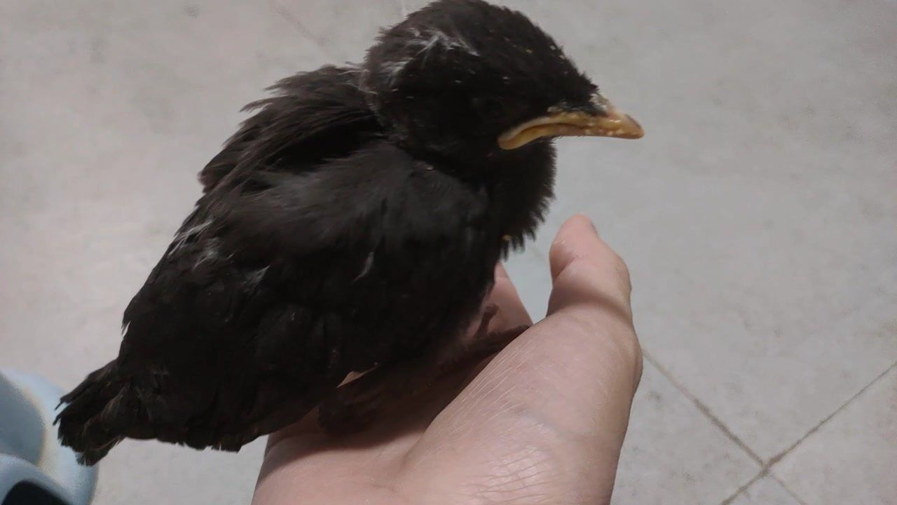 原来八哥鸟的公母这么好区分一起来了解一下吧