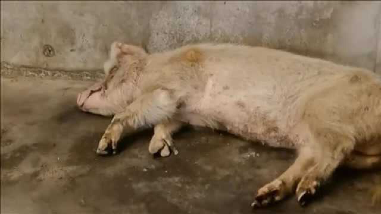 14岁猪坚强情况很糟或将被安乐死
