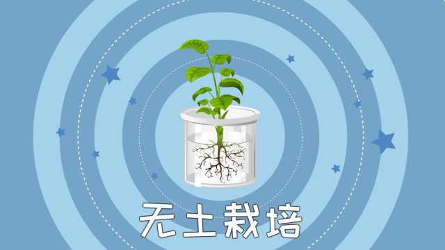 同学们,有一种种植技术叫做无土栽培,是一种让植物离开土壤也能正常生长的技术