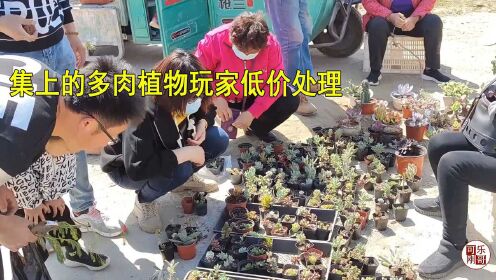 [图]花卉大集上偶遇多肉植物玩家处理多肉，价格真合适，围了好多人！