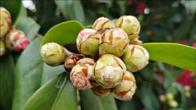 茶花花谢后,高手都会狠抓“3个时期”,难怪年年花开爆盆