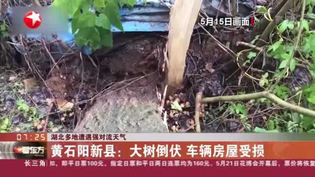 湖北多地遭遇强对流天气:黄石阳新县——大树倒伏 车辆房屋受损