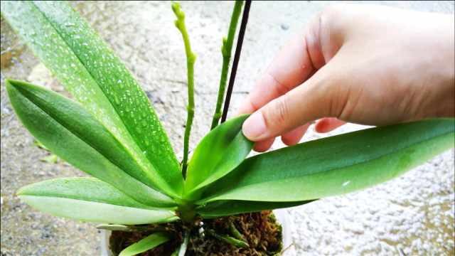 养蝴蝶兰3点没做好长得慢新叶还小小的