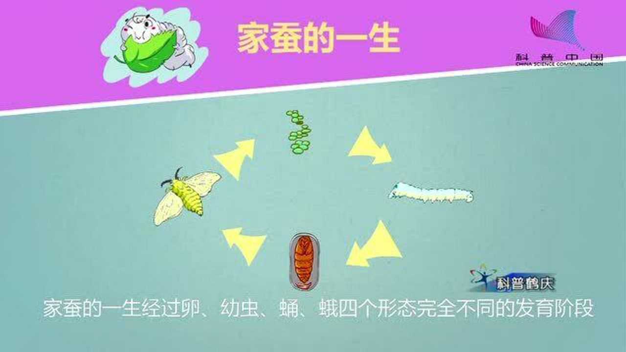 科普鹤庆1059期：家蚕的一生_腾讯视频