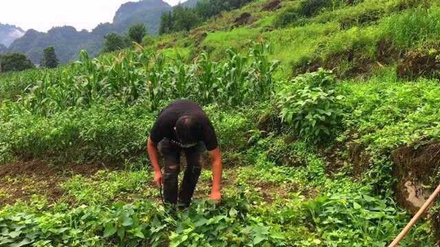 四川红薯原来是这样种的,红薯能结一大窝,方法很简单大家学会了吗?