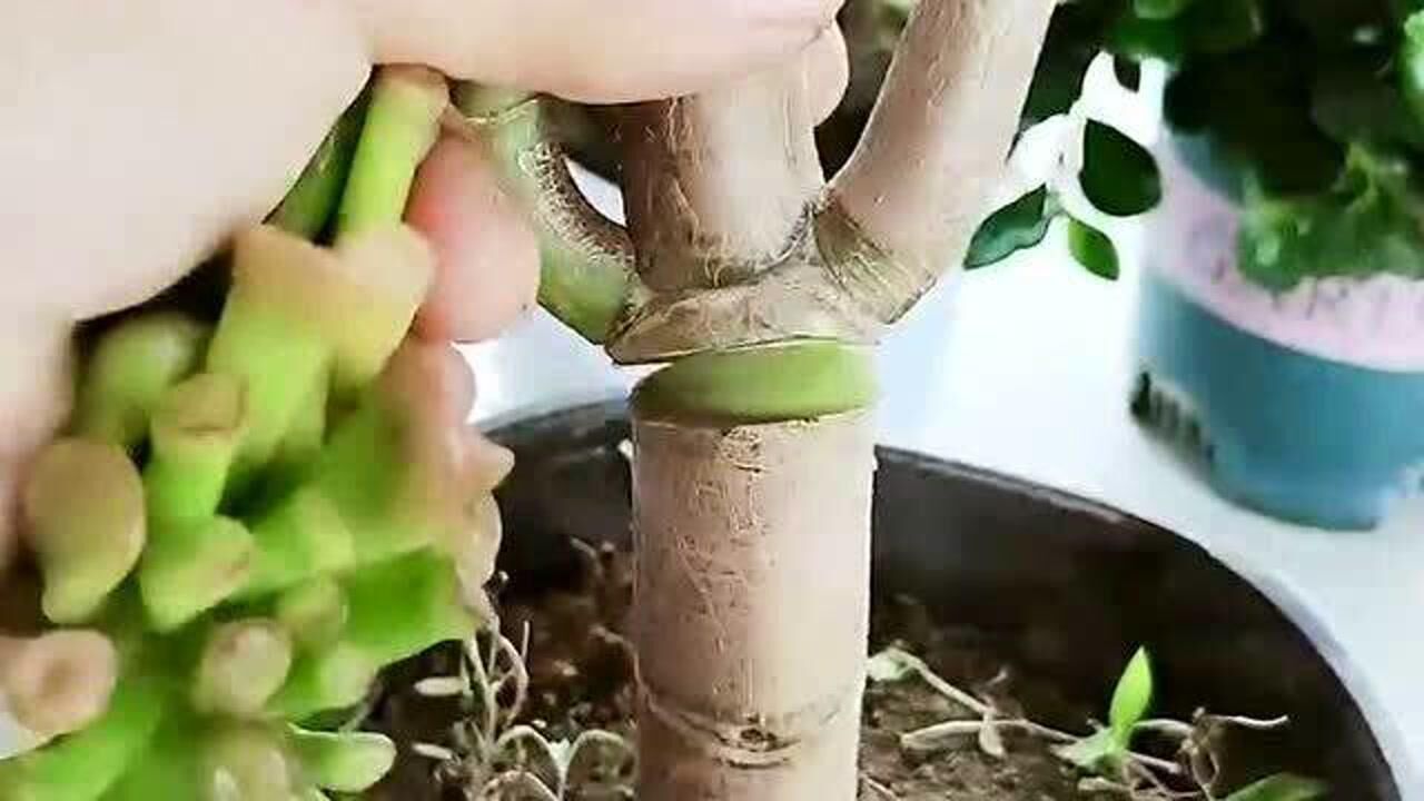 发财树嫁接的全过程,操作方法非常的简单,分享家庭养花小常识!