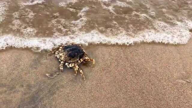 海水退潮后,赶海捡到这货俩只眼睛真可爱,还捡了个海花!