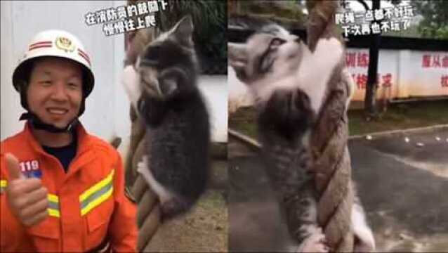 喵生艰难!消防队猫咪体验爬绳训练惨遭滑铁卢,无辜表情萌化众人