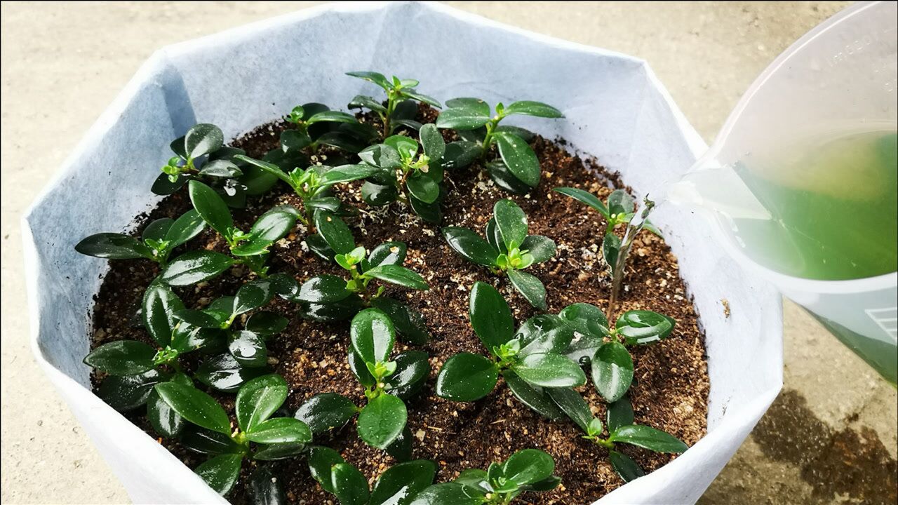 扦插的金鱼吊兰喂它一杯壮根水根壮芽多长势旺