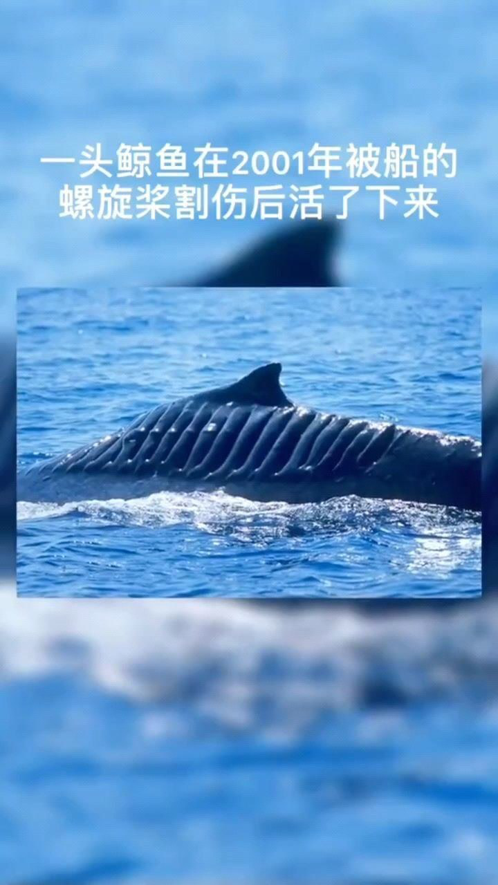 鲸鱼在2001年被船的螺旋桨割伤,竟然活了下来,现在它叫做"刀锋行者"
