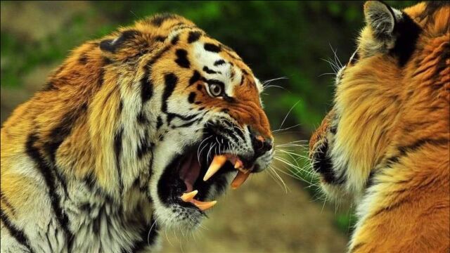 老虎究竟有多猛?这是它捕猎的真实场景,这爆发力花豹根本没法比