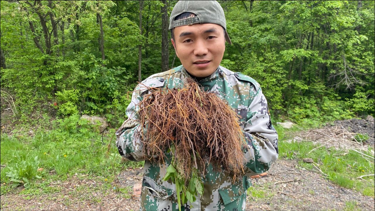 长白山放山挖几颗野生红毛,鸿茅药酒的原材料,泡酒最好了