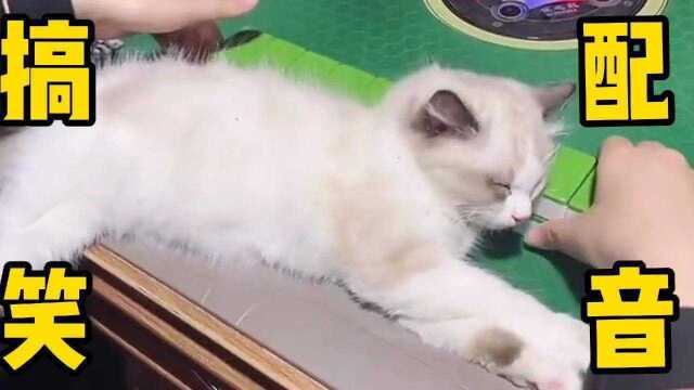 搞笑配音,猫界赌神也要睡觉吧,我太困了你们玩吧