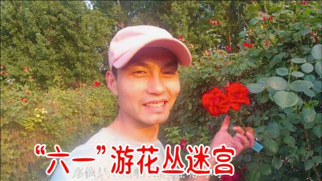 “六一”儿童节游花丛迷宫,各种颜色小花看迷眼,也迷了路