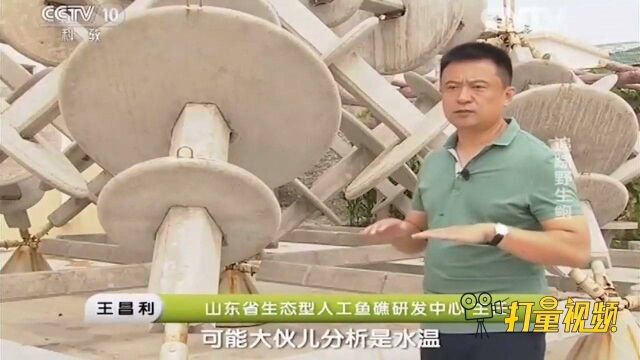 长岛海域泥沙淤积严重,岩石礁面积减少,直接威胁到鲍鱼产量!