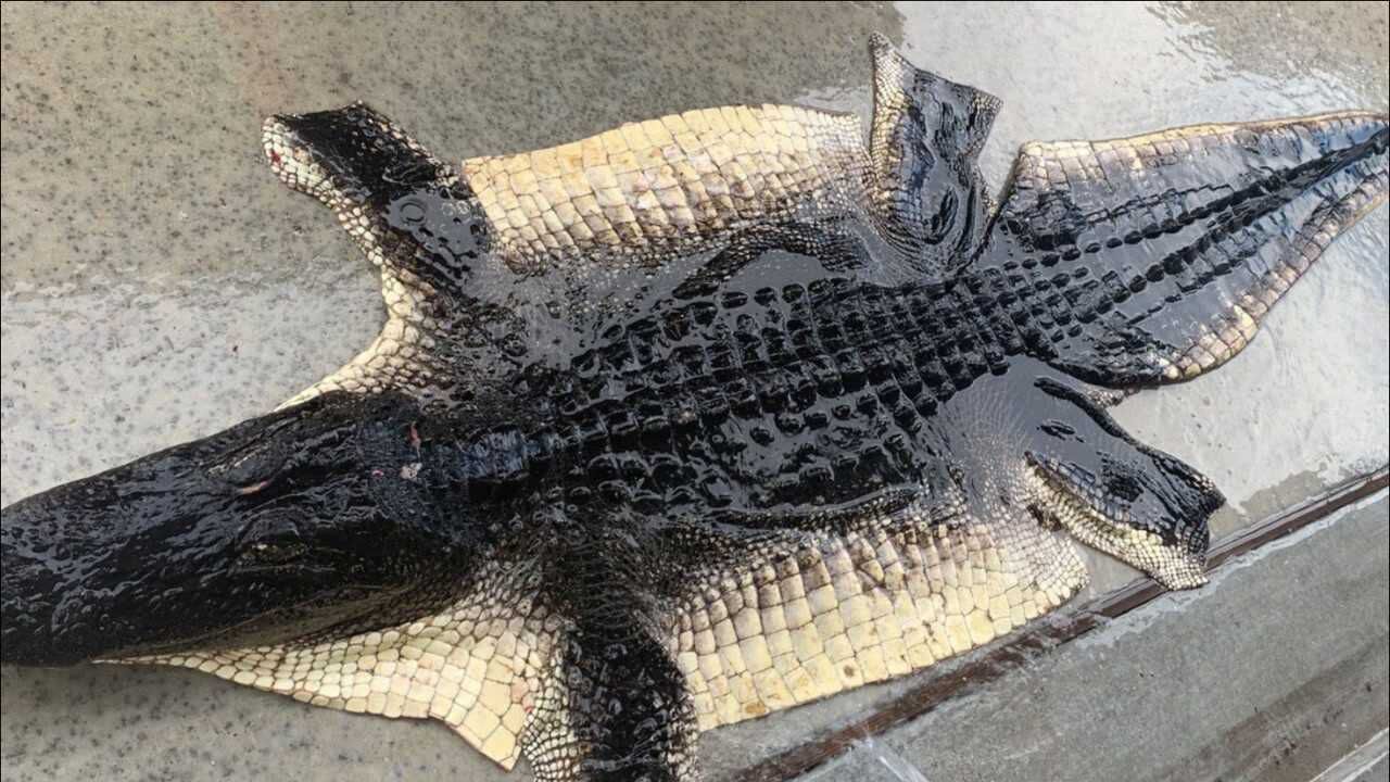 人们"生剥活剐"鳄鱼皮,只为制作一件"奢侈品",虚荣!_腾讯视频