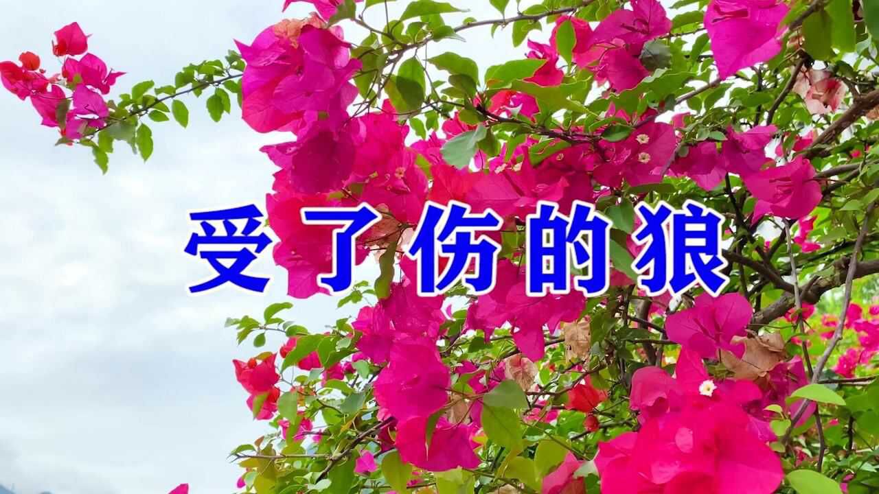 一首情歌受了伤的狼dj舞曲动听旋律太好听了