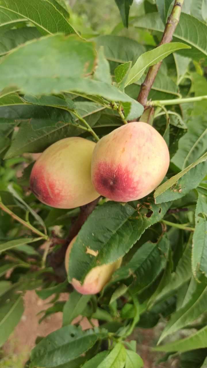 五月仙桃子熟了香甜可口