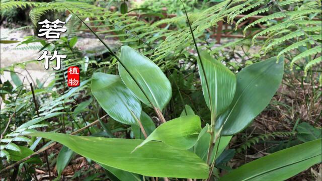 端午节到了,怎能不认识“箬竹”?太实用!山里见到记得采回家