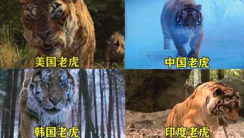 四个国家的老虎，你觉得谁更厉害，咱们大中国老虎也不差