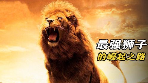 最强狮子的崛起之路，每年杀掉100只同族，纪录片《坏男孩联盟》