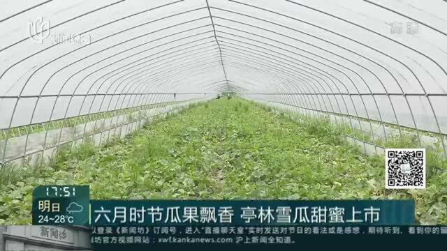 六月时节瓜果飘香 亭林雪瓜甜蜜上市