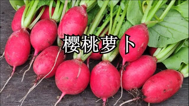 “速生”蔬菜樱桃萝卜,不光“颜值”高,而且口感好