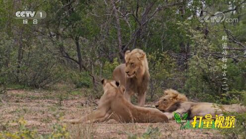 狮群中有两头雄狮，在进行繁殖时，雌狮的行为非常特殊
