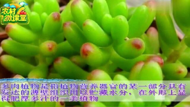 多肉植物之日常养护篇