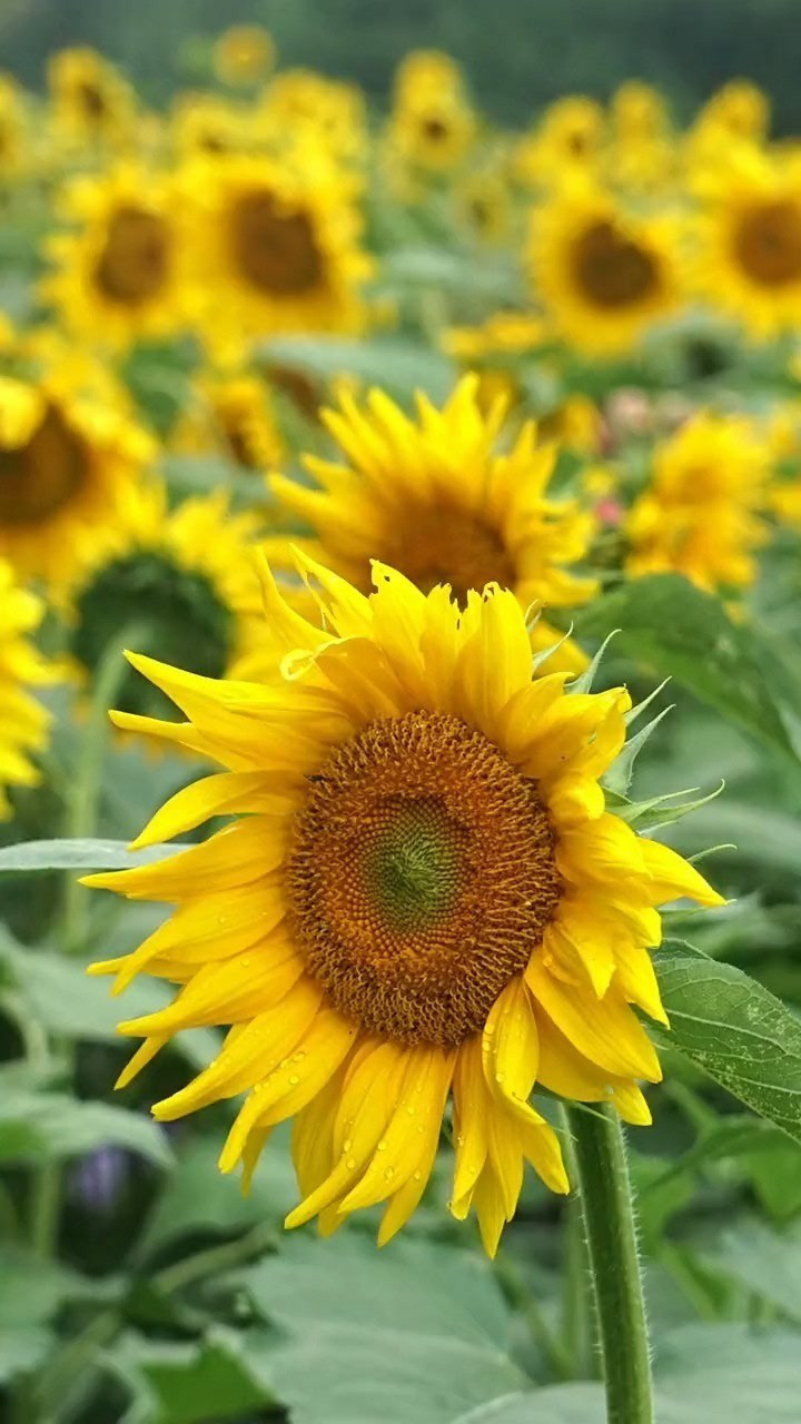 向日葵真是很有精神的花,开花始终朝着太阳,寓意对爱情对生活梦想积极