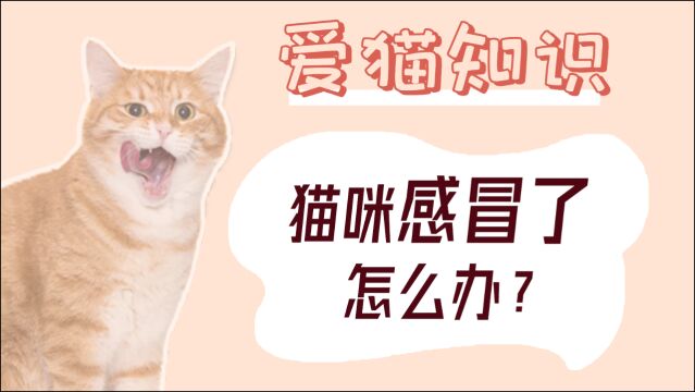 猫咪感冒了怎么办?